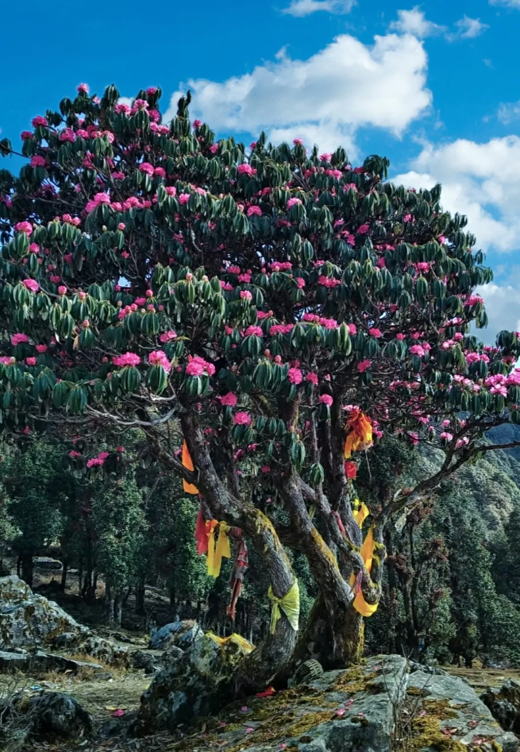 Photo of Chopta- Tungnath trek starting point By Ravindra Bhardwaj