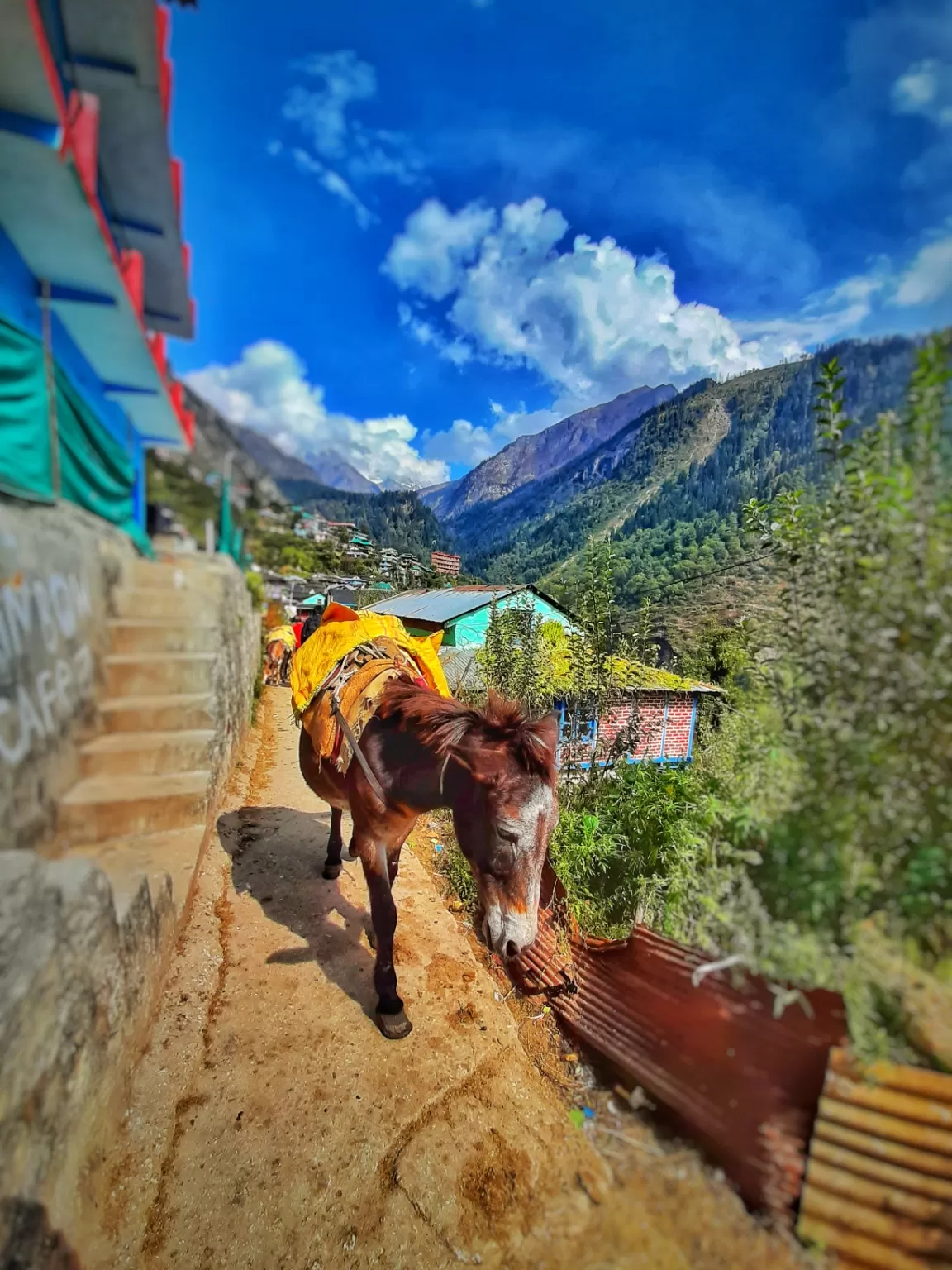 Photo of Tosh By bharat dawar