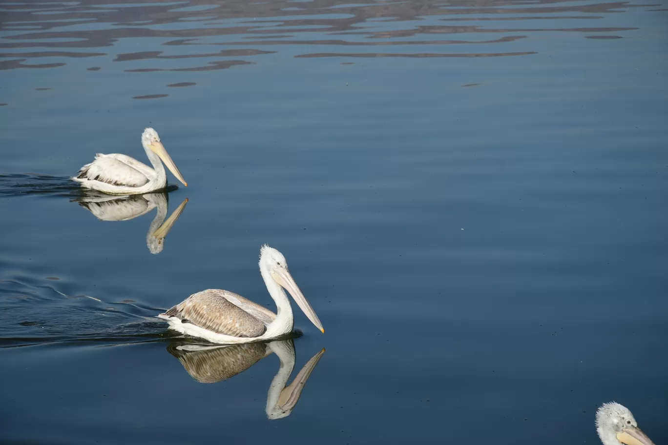 Photo of Anasagar Lake By ravee bhagat