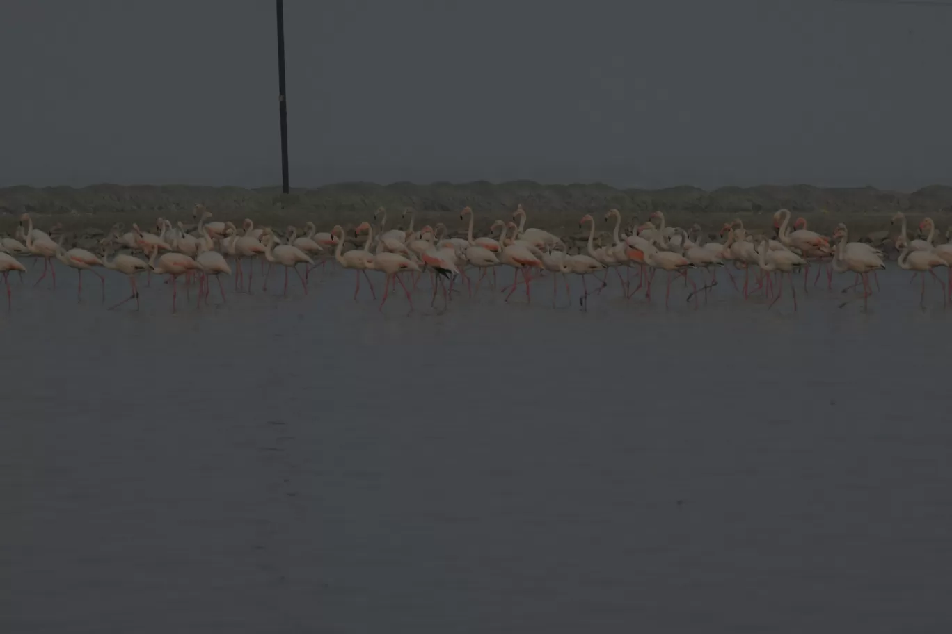 Photo of Sambhar Salt Lake By ravee bhagat