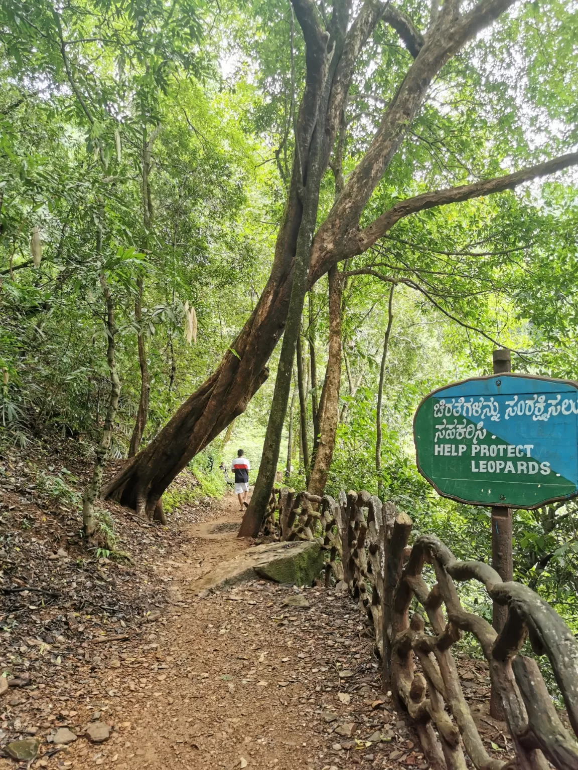 Photo of Jog Falls By Ifreed Athani