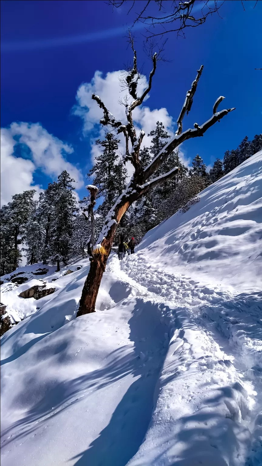 Photo of Chandrashila Trek By Shailesh Thakur