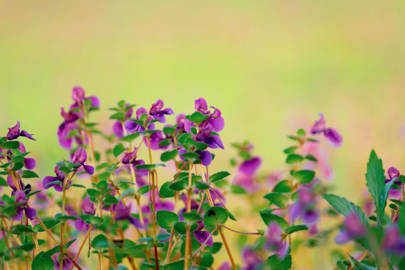 Photo of Kaas Plateau of Flowers By Rushikesh