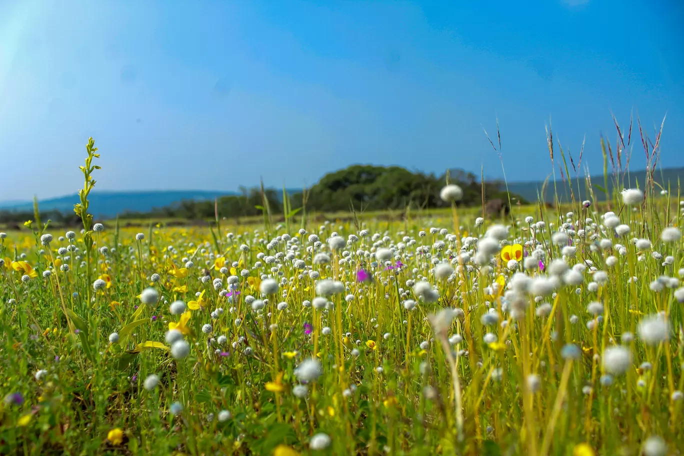 Photo of Kaas Plateau of Flowers By Rushikesh