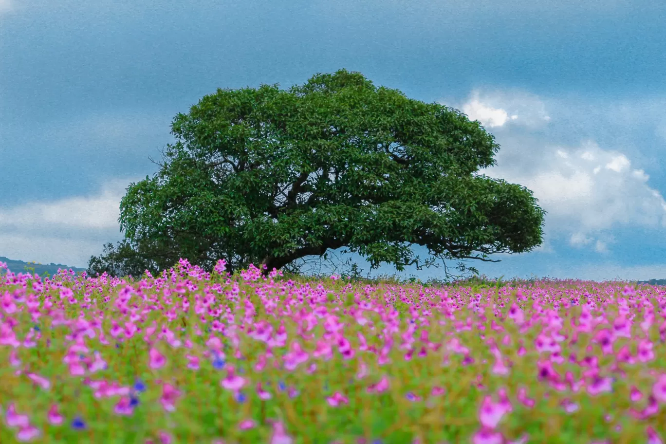 Photo of Kaas Plateau of Flowers By Rushikesh