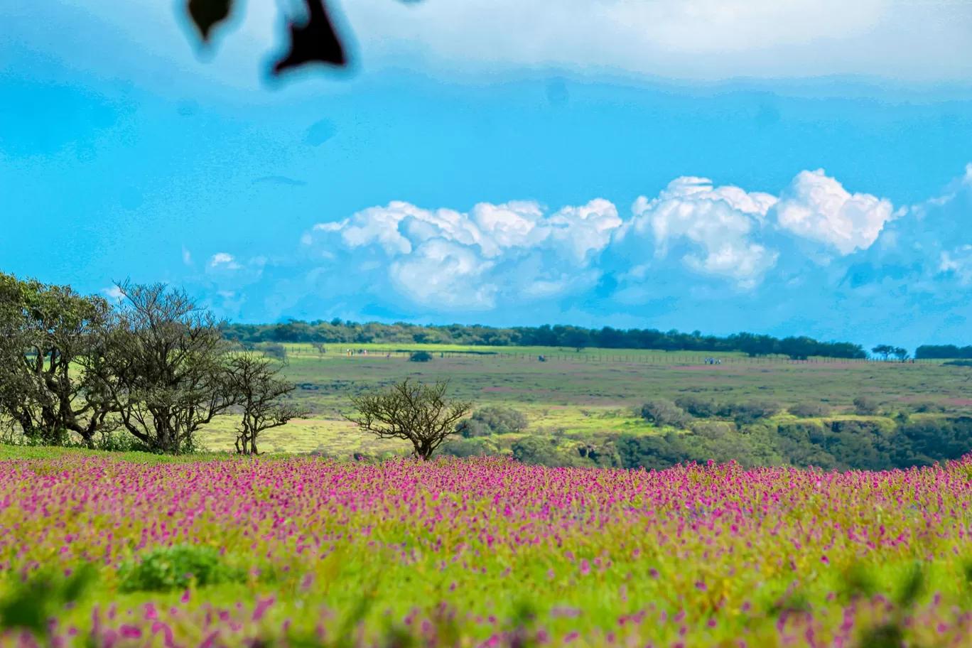 Photo of Kaas Plateau of Flowers By Rushikesh