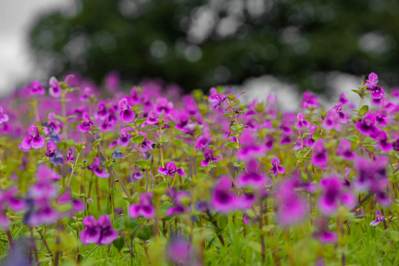 Photo of Kaas Plateau of Flowers By Rushikesh