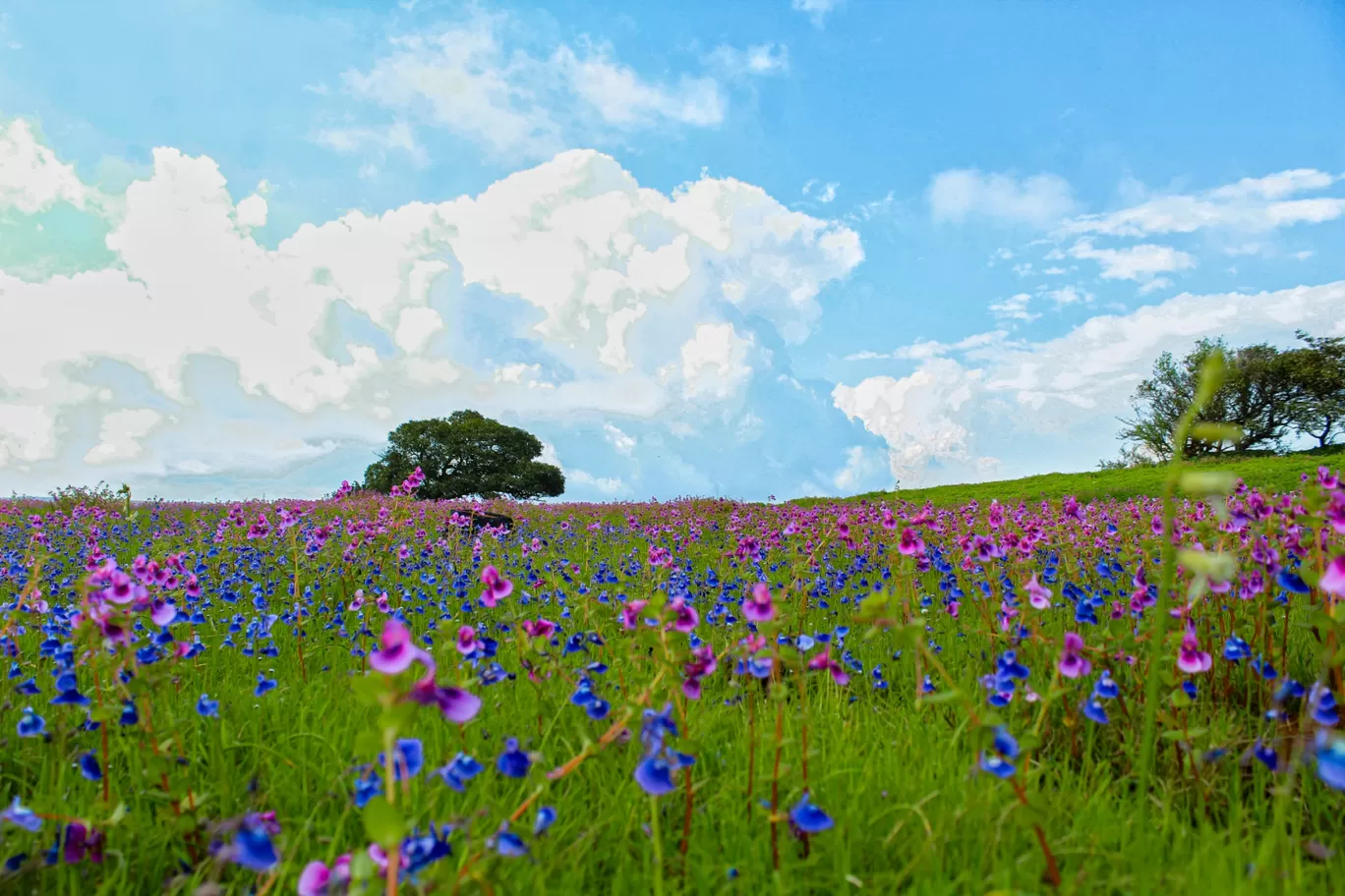 Photo of Kaas Plateau of Flowers By Rushikesh