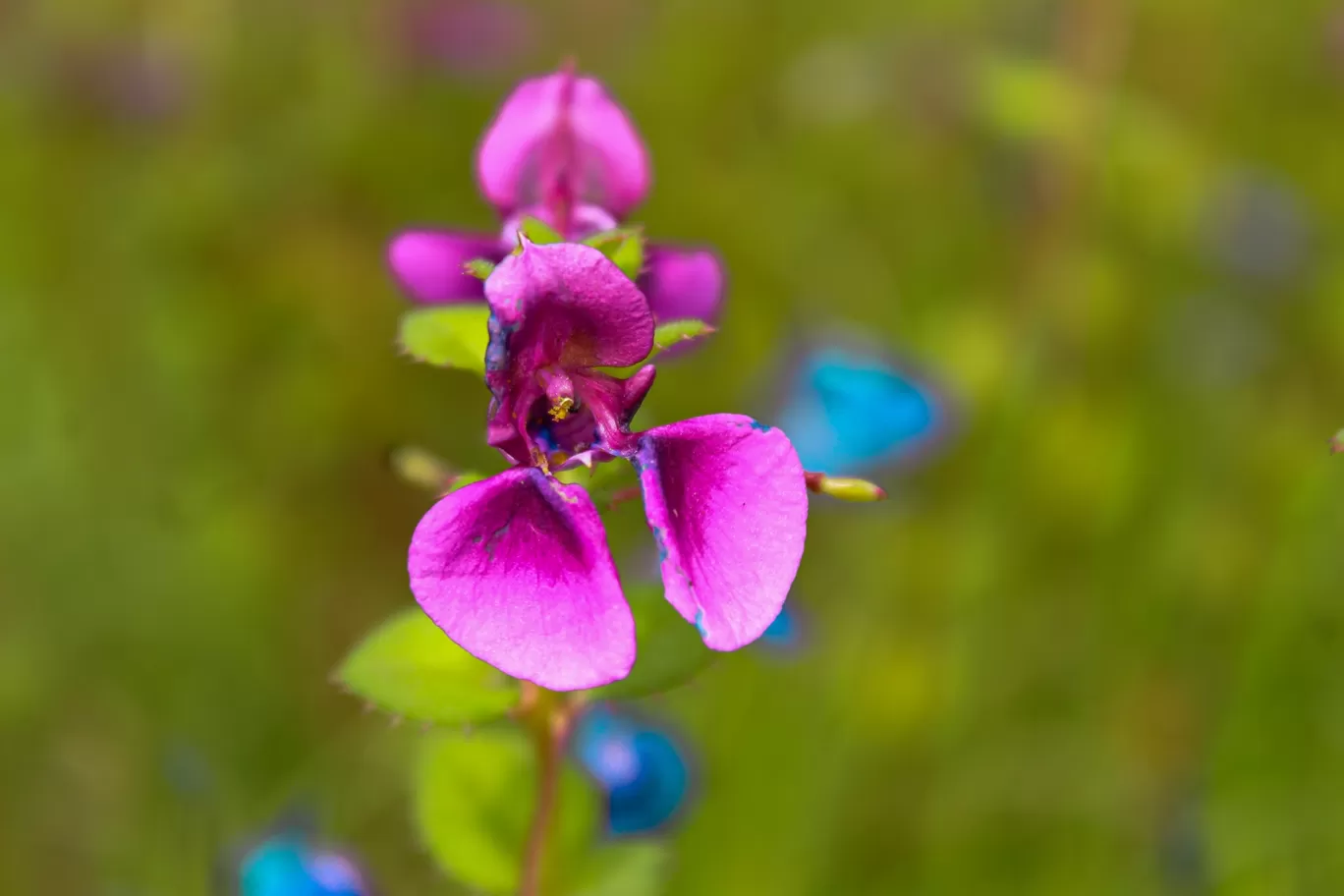 Photo of Kaas Plateau of Flowers By Rushikesh