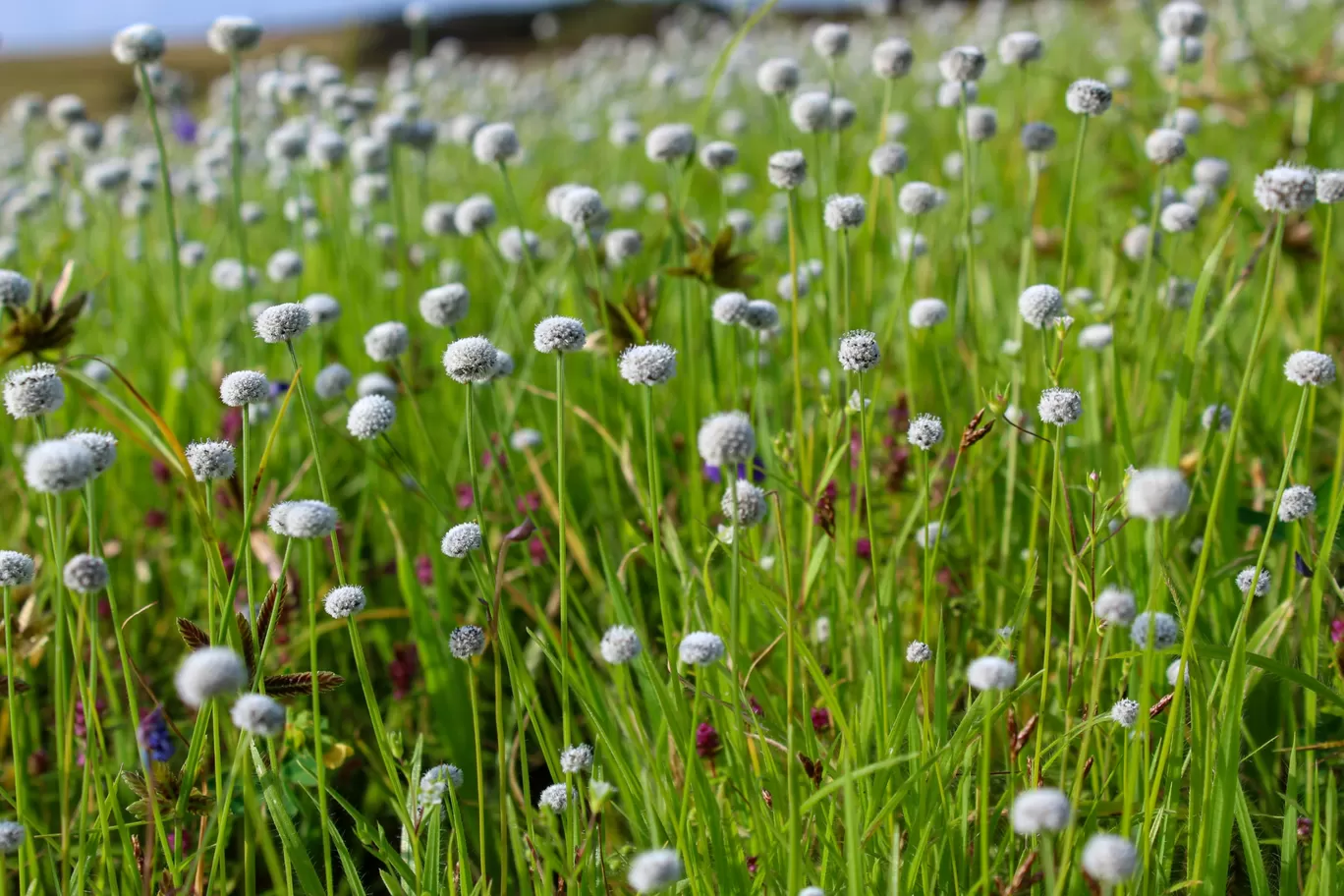 Photo of Kaas Plateau of Flowers By Rushikesh