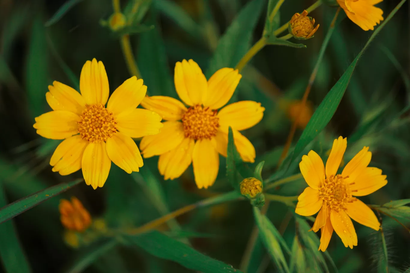Photo of Kaas Plateau of Flowers By Rushikesh