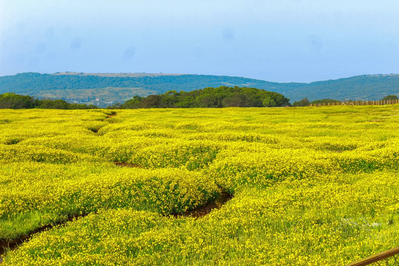 Photo of Kaas Plateau of Flowers By Rushikesh