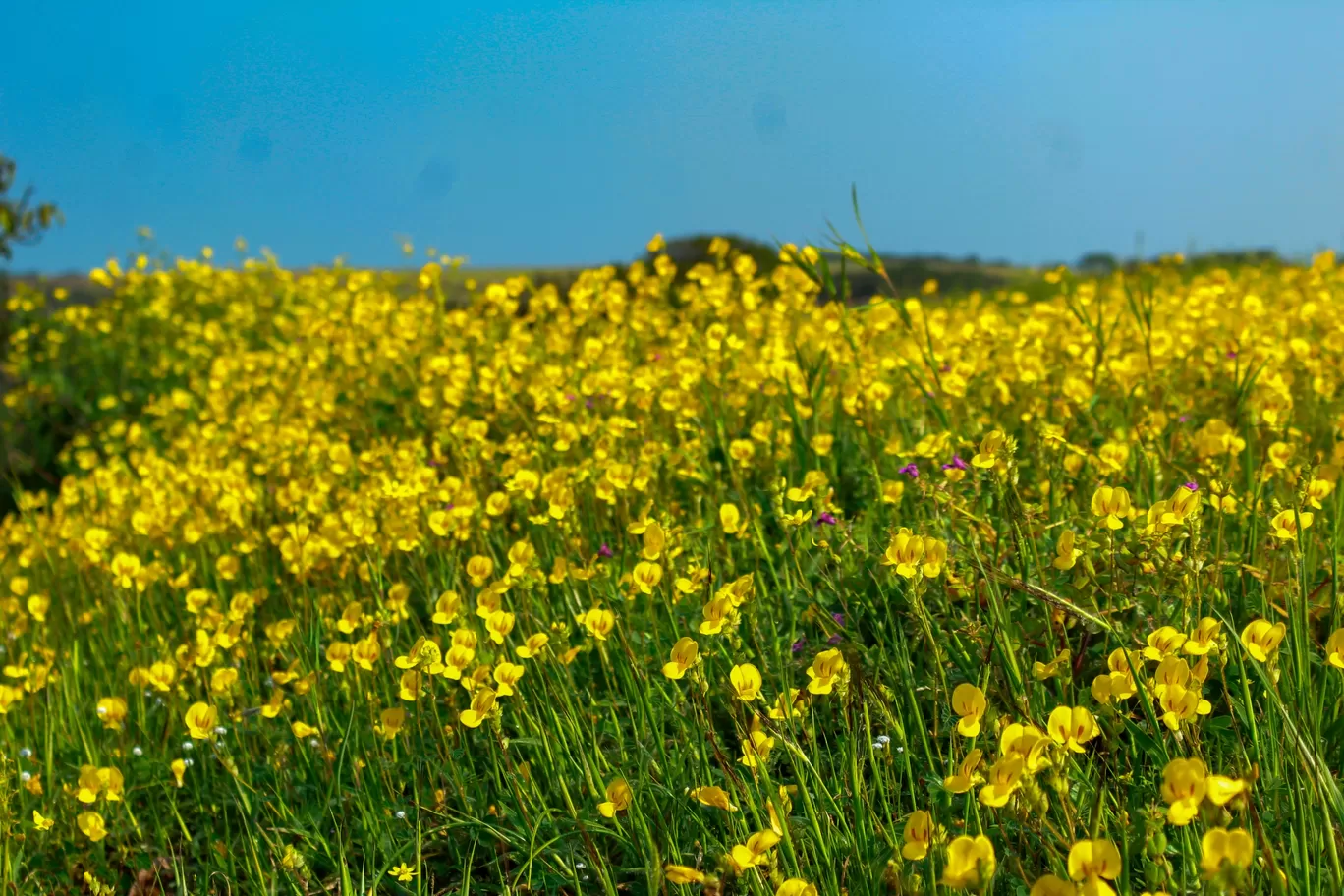 Photo of Kaas Plateau of Flowers By Rushikesh