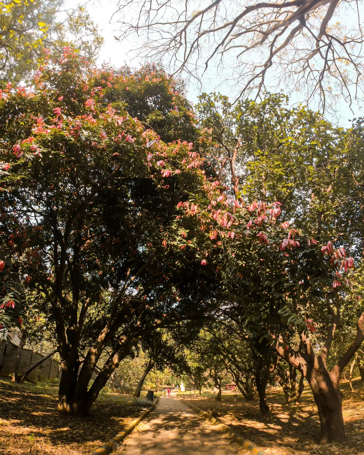 Photo of Lalbagh Botanical Garden By Rushikesh