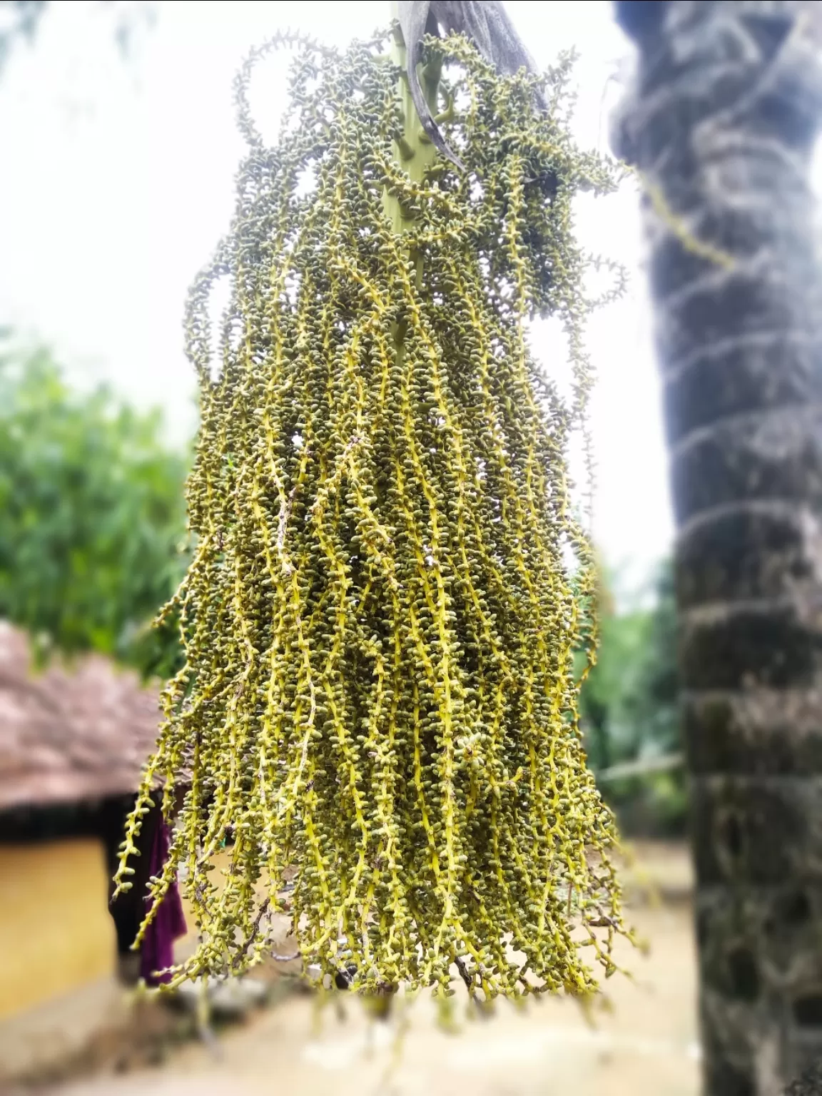 Photo of Malkangiri By Akshaya Mishra