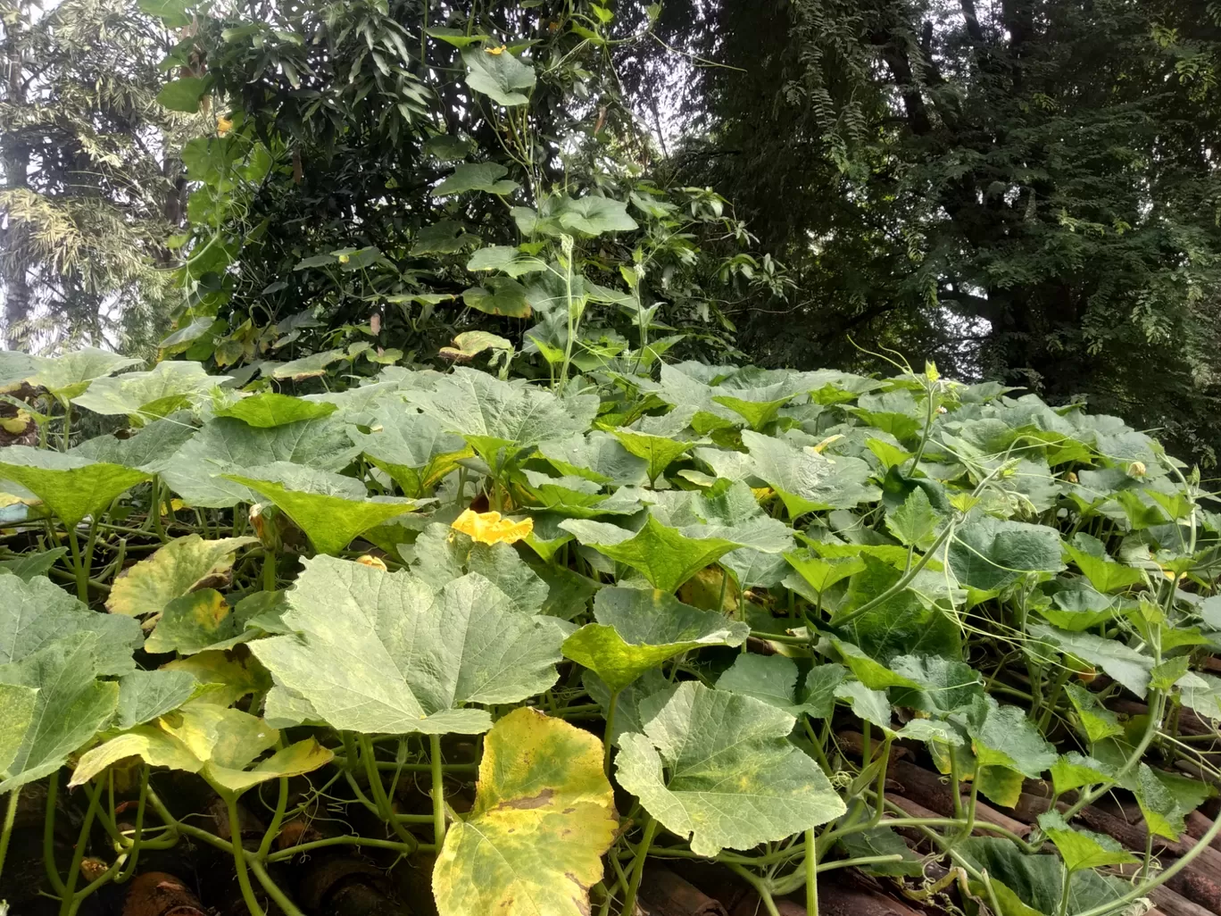 Photo of Malkangiri By Akshaya Mishra