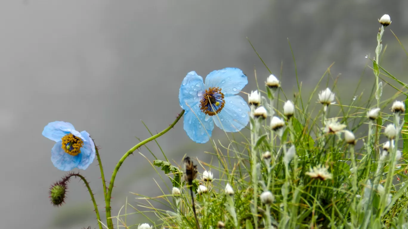Photo of Valley of Flowers National Park By SearchingSouls Adventure and Gateways Pvt. Ltd