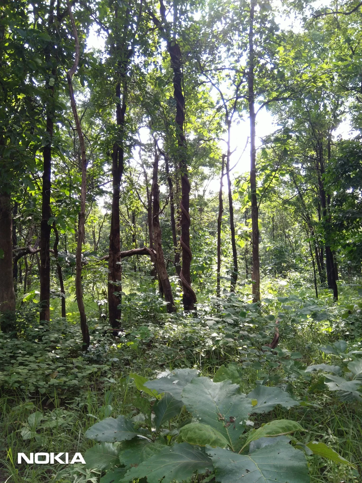 Photo of Ratapani Wildlife Sanctuary By Rahul Singh