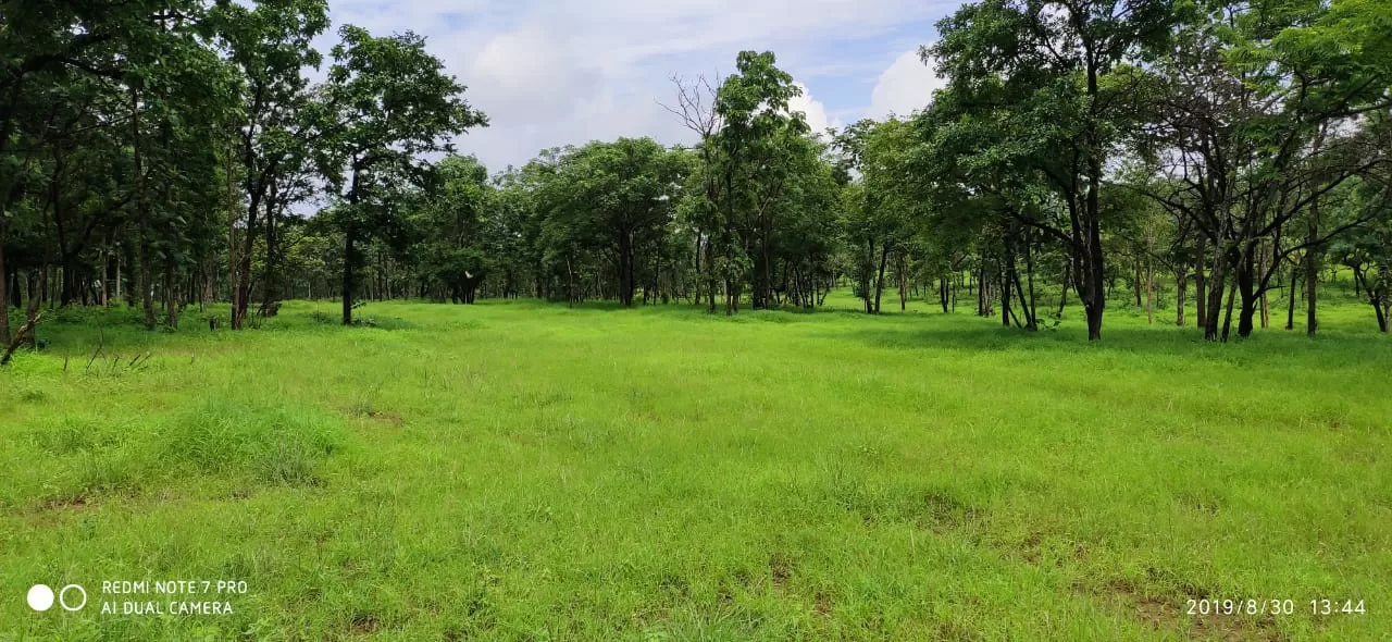 Photo of Ratapani Wildlife Sanctuary By Rahul Singh