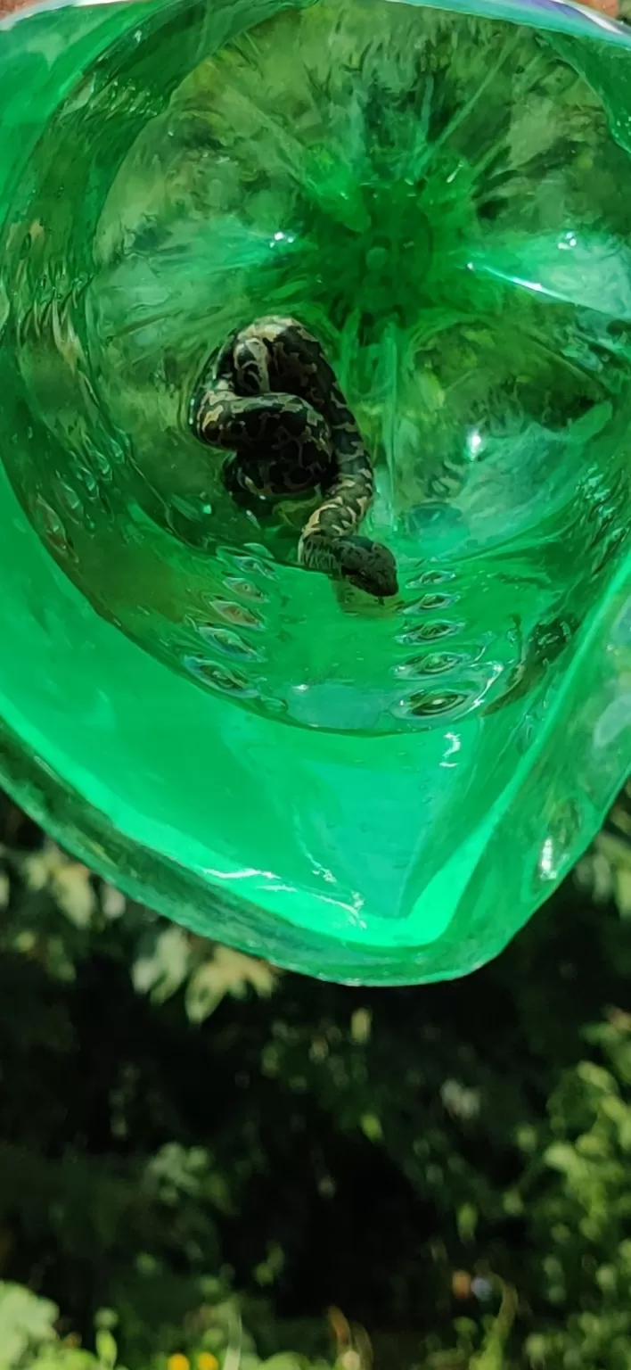 Photo of Vogga By Vijendra Kumar