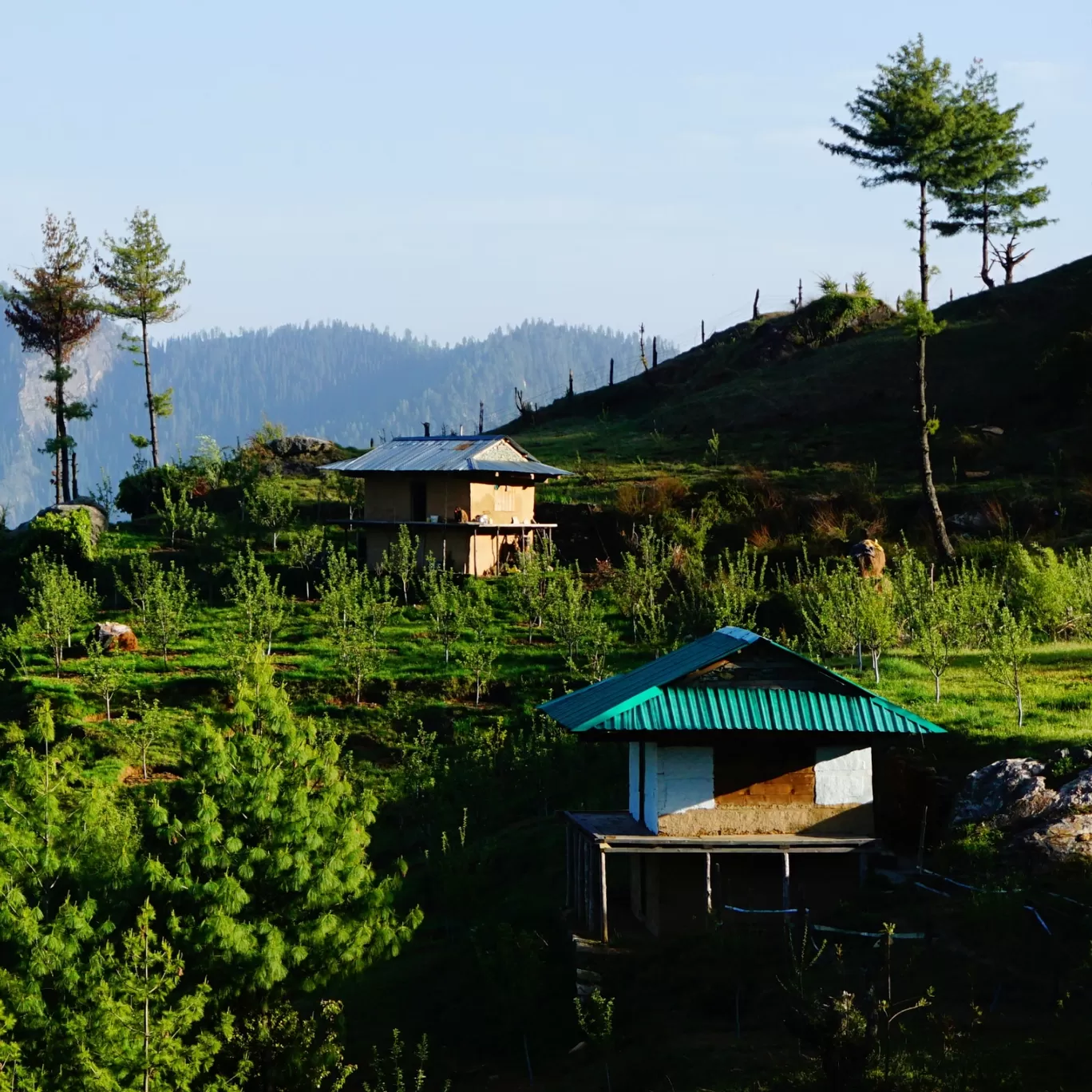 Photo of Sainj By ASHEESH SHARMA