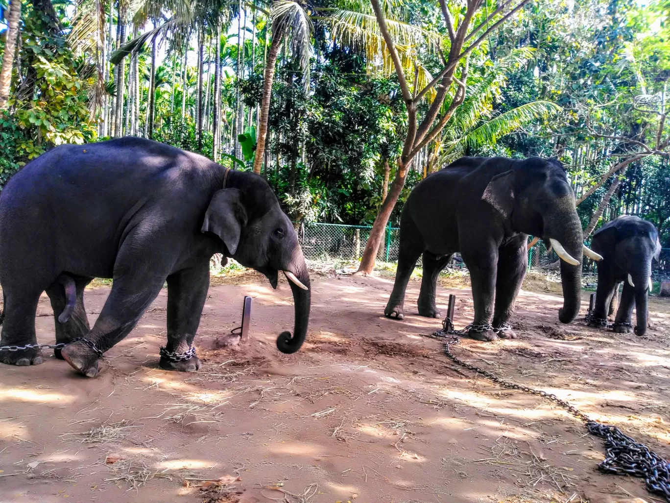 Photo of Sakrebyle By CHAMPA MAHESH M