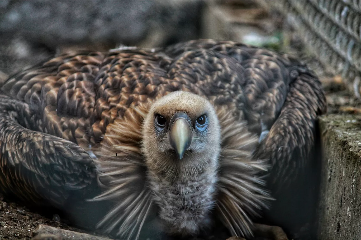 Photo of Sikkim Himalayan Zoological Park By Sufikul Islam