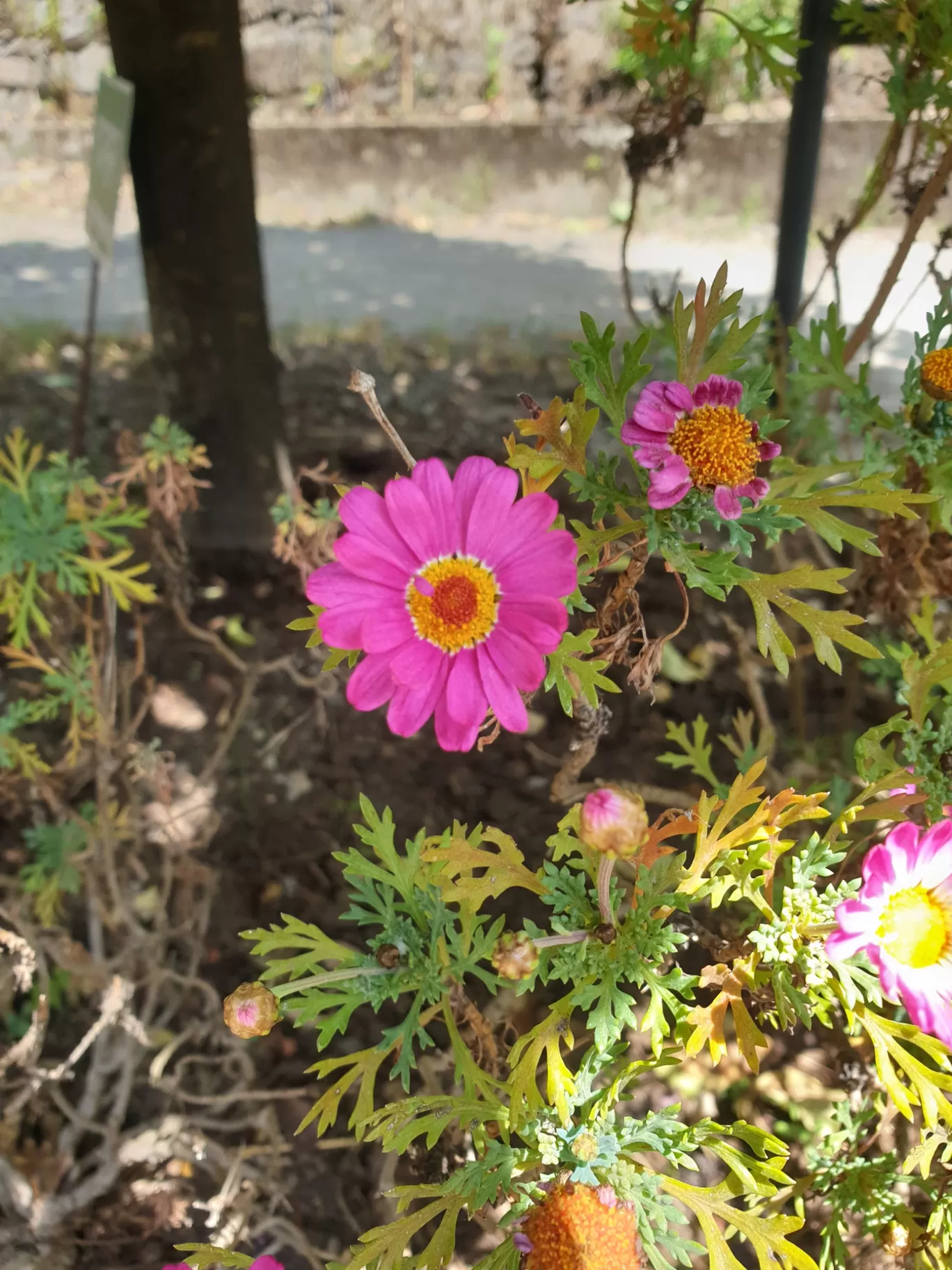 Photo of Himalayan Botanical Garden By Divya Anu