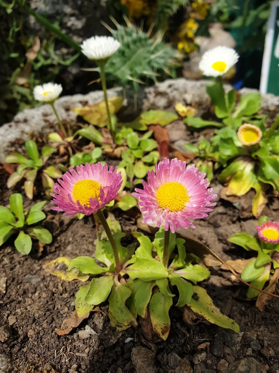 Photo of Himalayan Botanical Garden By Divya Anu
