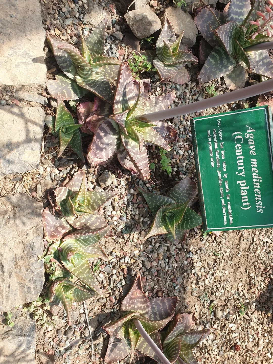 Photo of Himalayan Botanical Garden By Divya Anu