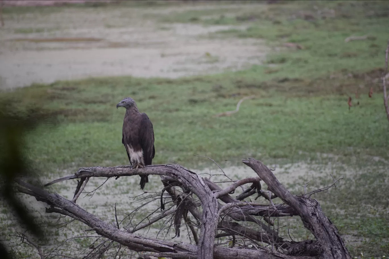 Photo of Dudhwa National Park By Shubham Gupta