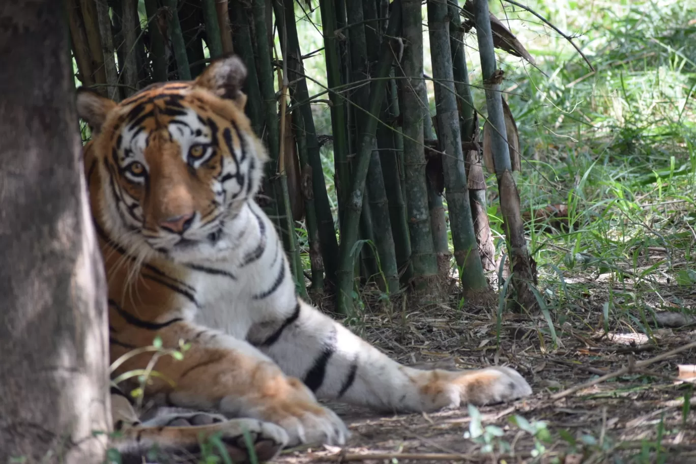 Photo of Bannerghatta Biological Park By Shubham Gupta