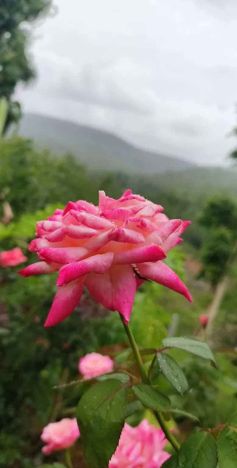 Photo of Dang By vijaya chaudhari
