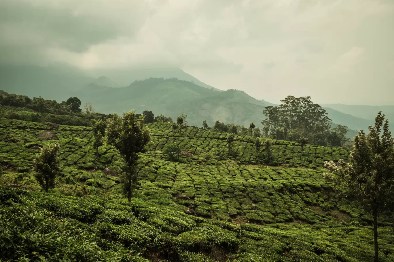 Photo of Munnar By Haneen Backer