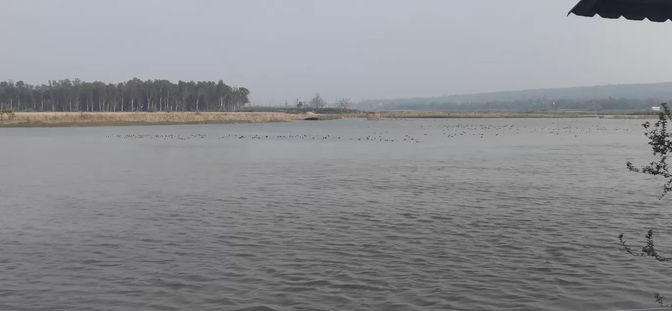 Photo of Assan Barrage By Roop Kaur