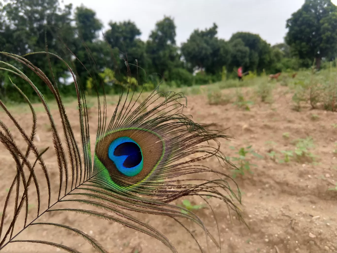 Photo of Aravalli Range By Raja Singh