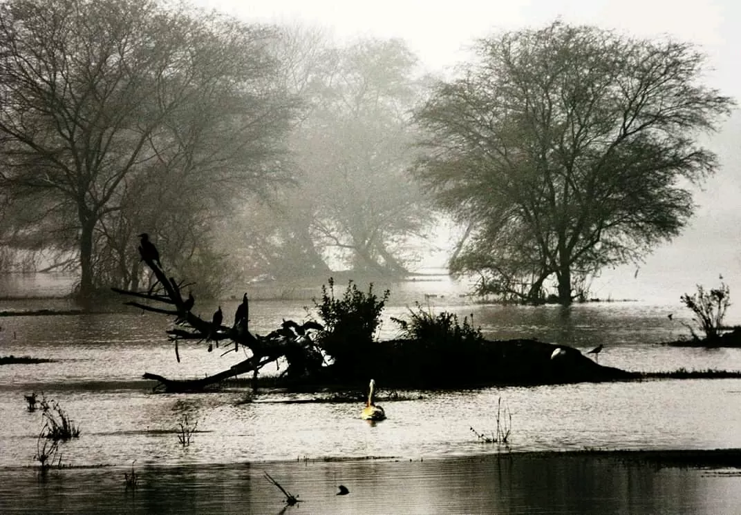 Photo of Keoladeo National Park By Carpe Diem ~ P@¥@L