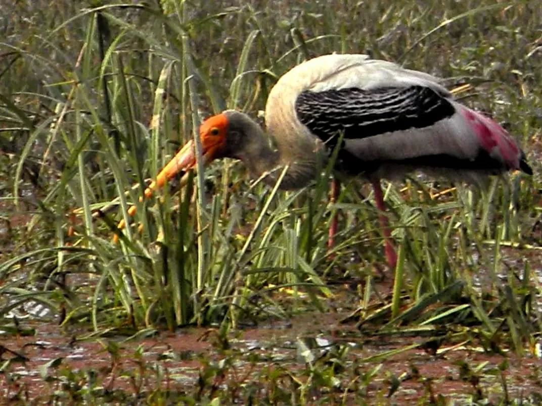 Photo of Keoladeo National Park By Carpe Diem ~ P@¥@L
