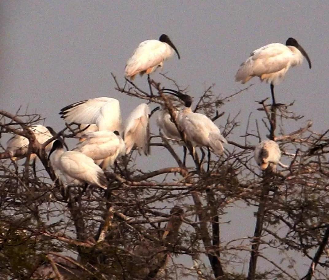 Photo of Keoladeo National Park By Carpe Diem ~ P@¥@L