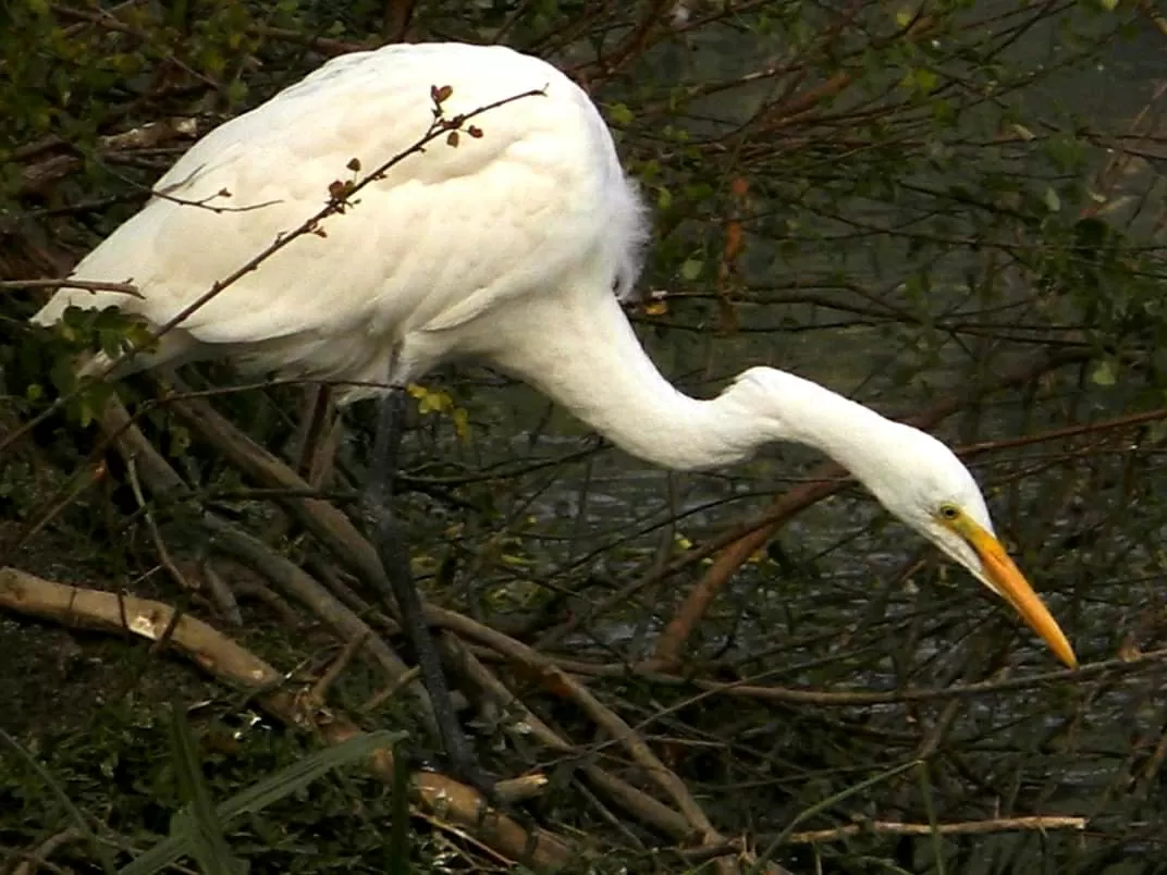 Photo of Keoladeo National Park By Carpe Diem ~ P@¥@L