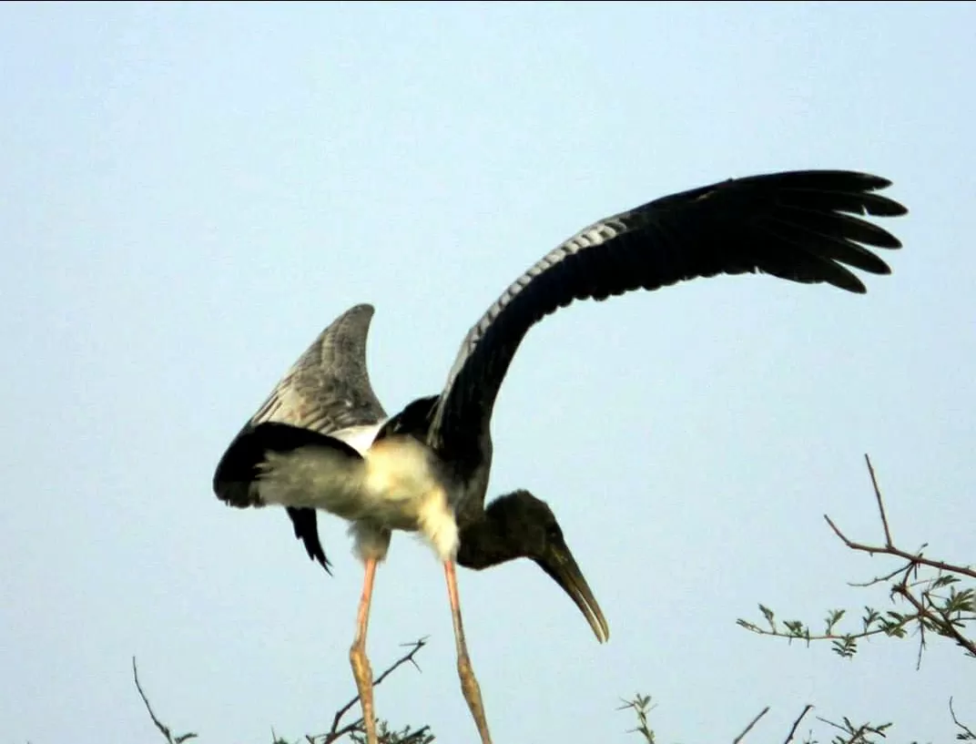 Photo of Keoladeo National Park By Carpe Diem ~ P@¥@L