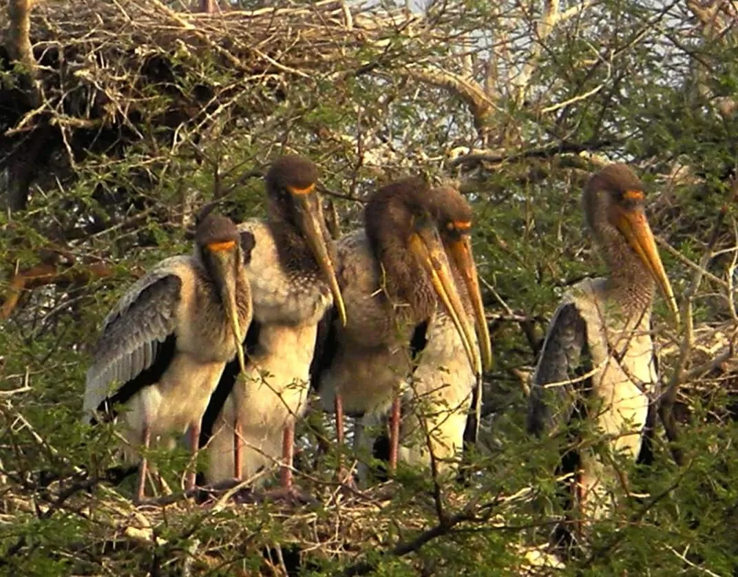 Photo of Keoladeo National Park By Carpe Diem ~ P@¥@L