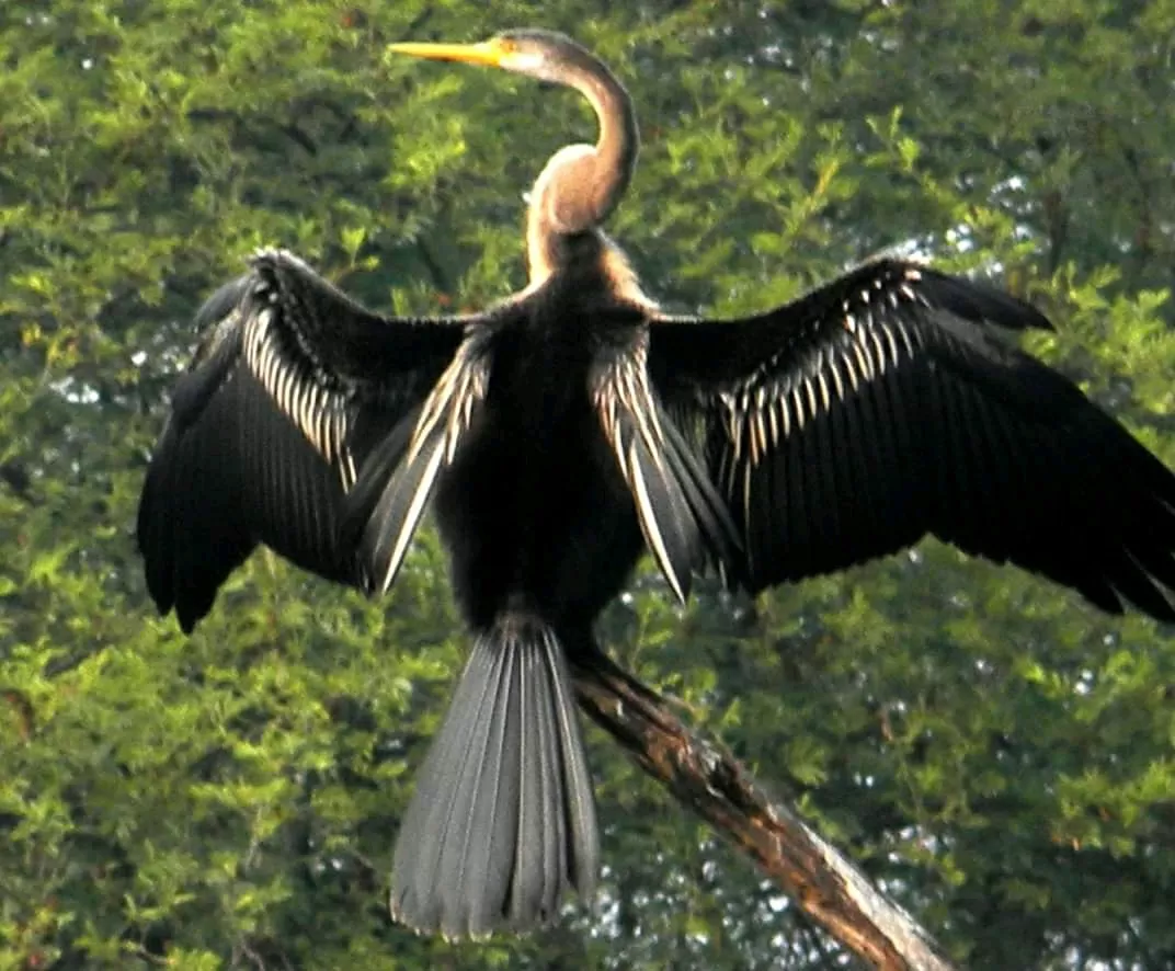 Photo of Keoladeo National Park By Carpe Diem ~ P@¥@L
