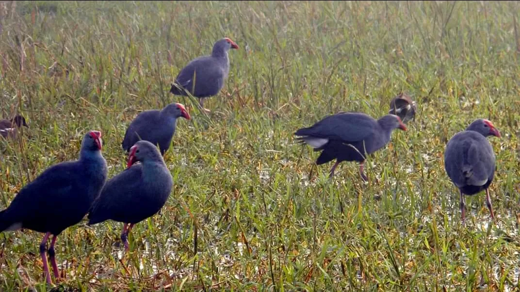 Photo of Keoladeo National Park By Carpe Diem ~ P@¥@L