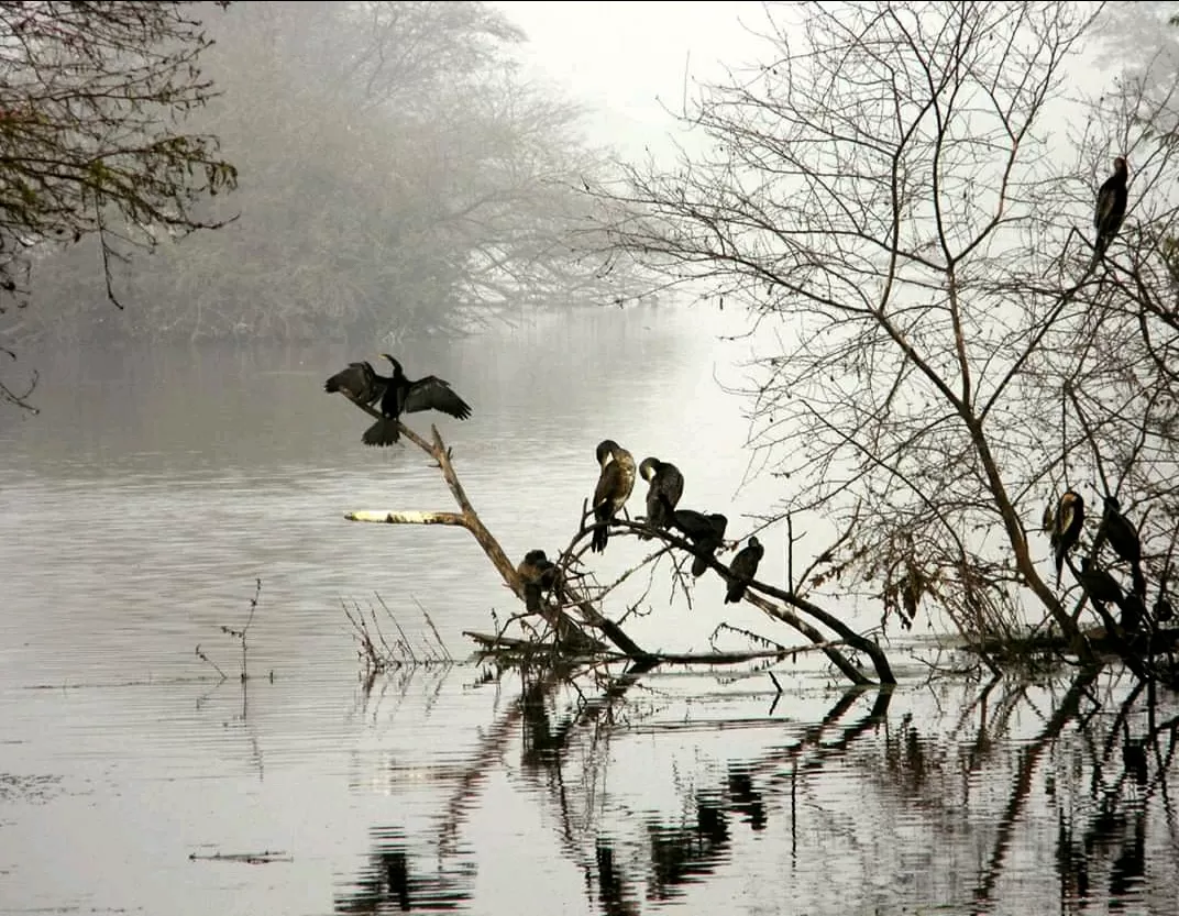 Photo of Keoladeo National Park By Carpe Diem ~ P@¥@L