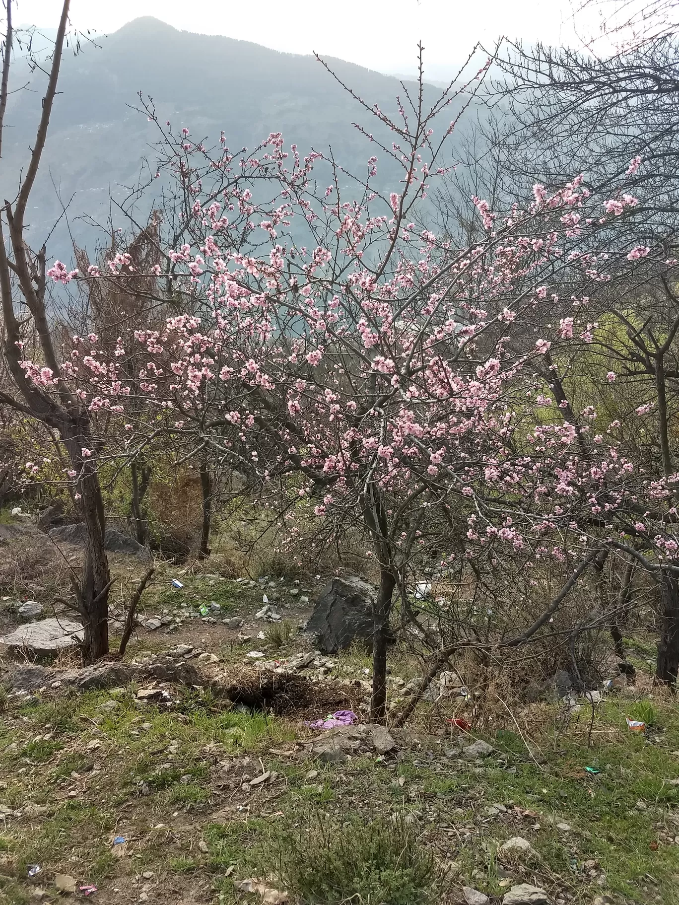 Photo of Bijli Mahadev Temple By Rakshit Tiwari