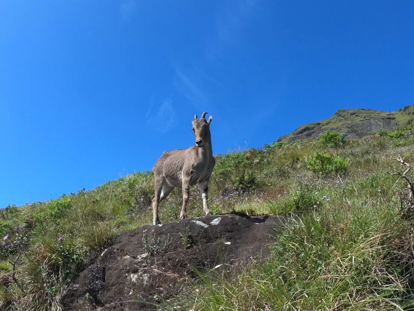 Photo of Eravikulam National Park By The Traveller Cart