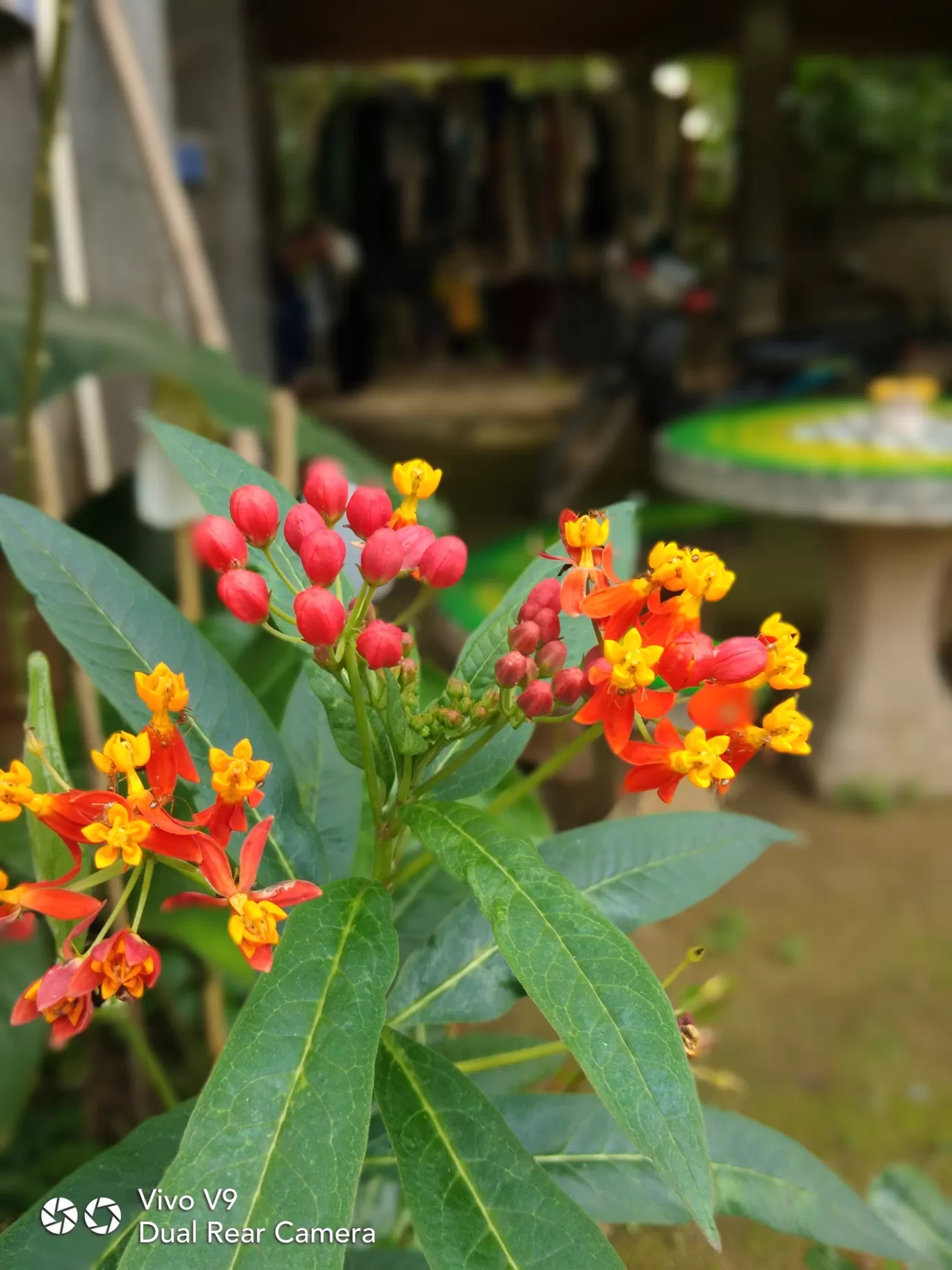 Photo of Chiang Rai By Partha Bala