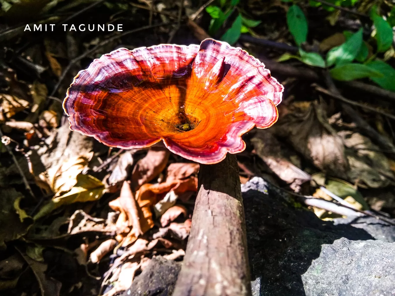 Photo of Mrugagad By Amit Tagunde