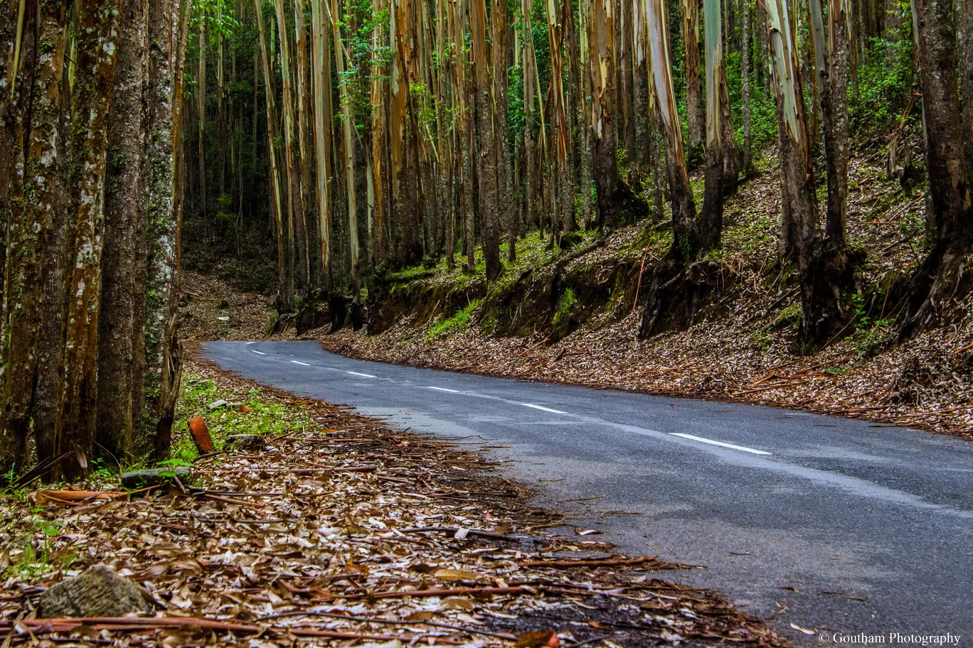 Photo of Munnar By GOUTHAMKUMAR JANAKIRAMAN